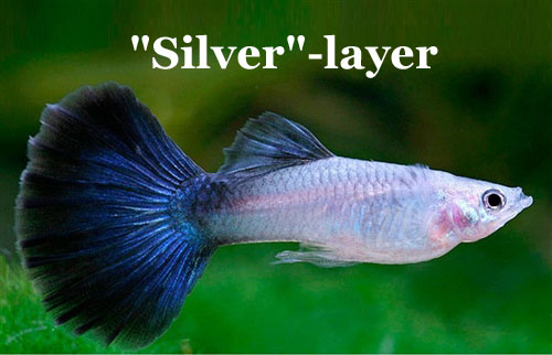 Silver_Blue