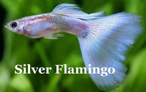 Silver_Streak_Flamingo