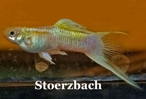 Stoerzbach