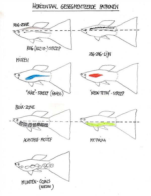 Guppy_HorizontaalGesegmenteerdePatronen