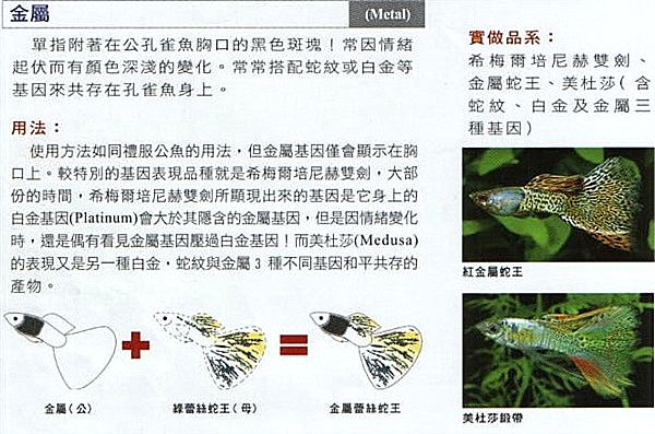 Guppy_MetalGenetics_Chinese