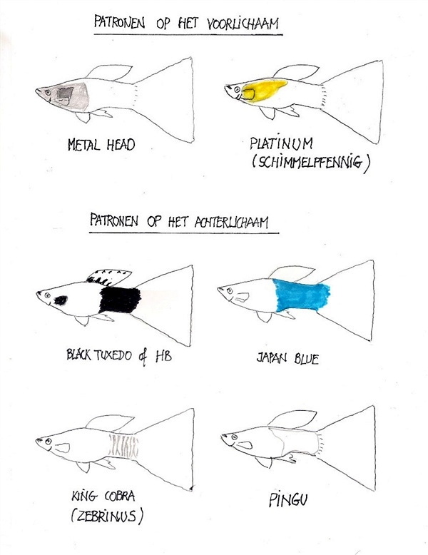 Guppy_PatronenOpVoorEnAchterlichaam