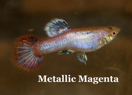 Magenta_Metallic