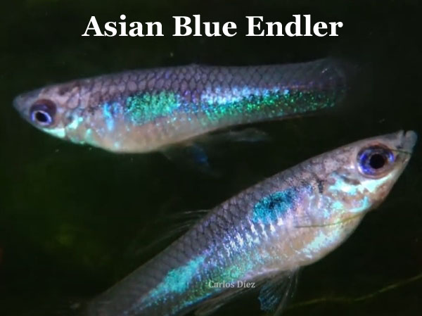 PurpleAsianBlauEndler