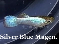 SilverBlueMagenta