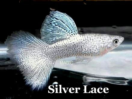 SilverLace