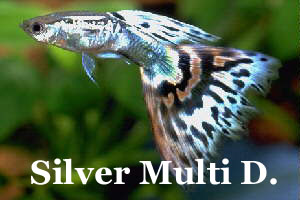 SilverMulticolorDelta