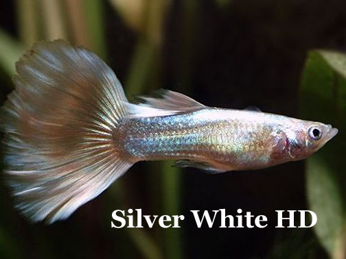 SilverWhiteHD