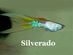 SilveradoDubbelzwaard