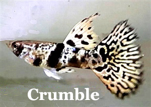 ThumbCrumble