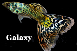 ThumbGalaxy