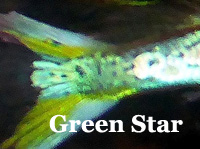 ThumbGreenStarCaudal