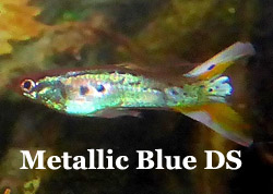 ThumbMetallicBlueGreenDS