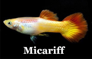 ThumbMicariff