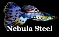 ThumbNebulaSteel