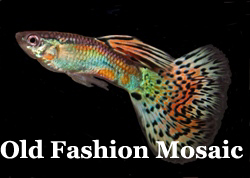 ThumbOldFashionMosaic