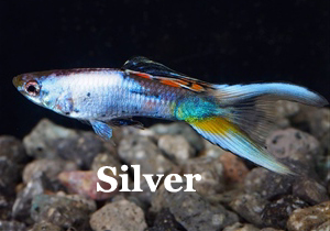 ThumbSilver
