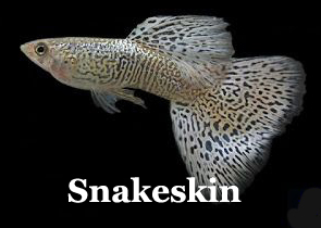 ThumbSnakeskin