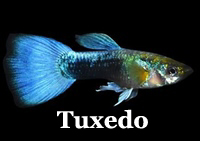 ThumbTuxedo