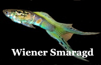ThumbWienerSmaragd