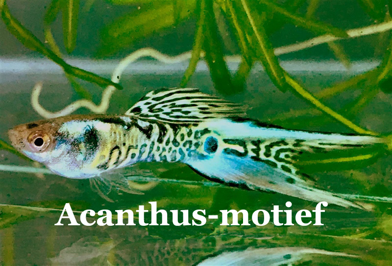 AcanthusMotief_GalaxyLierstaart