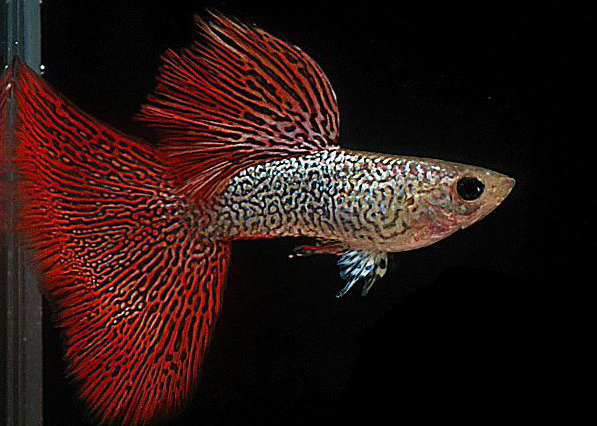 Drukke_SuperRedLaceSnakeskinBigDorsal