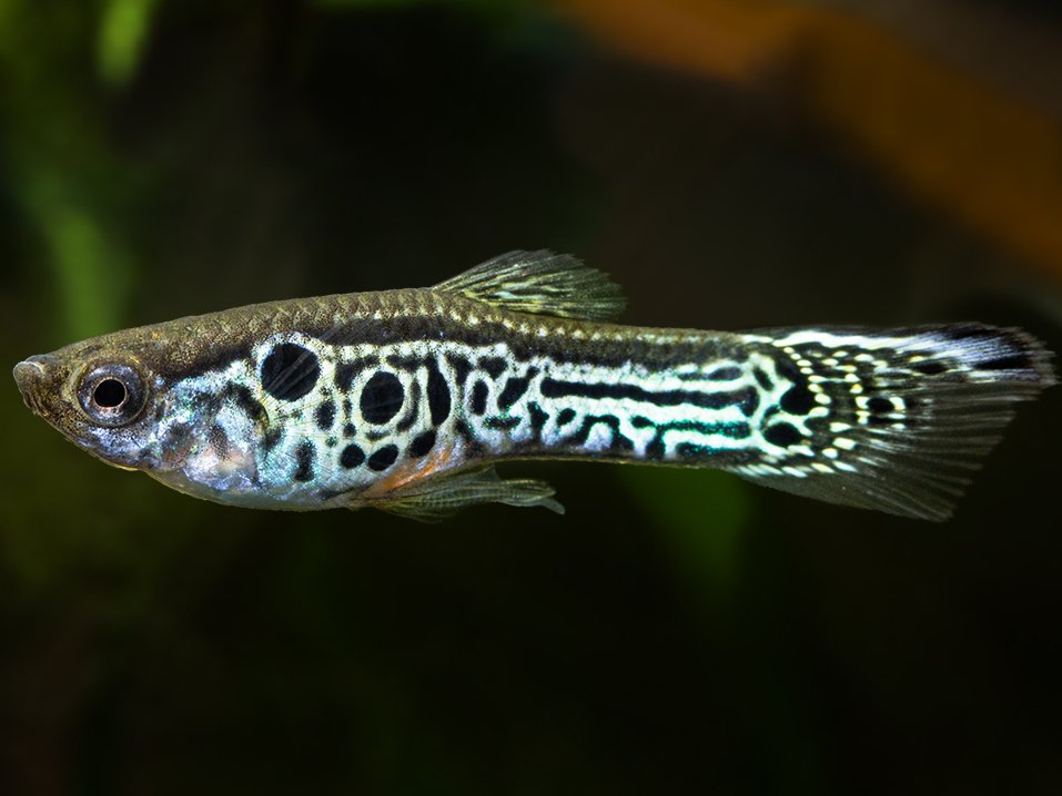 KingCobra_2OgenAfgelijnd