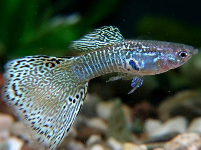 SterkZebrinus_2