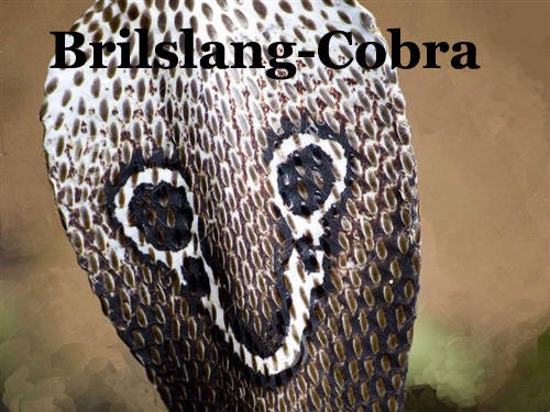 Brilslang