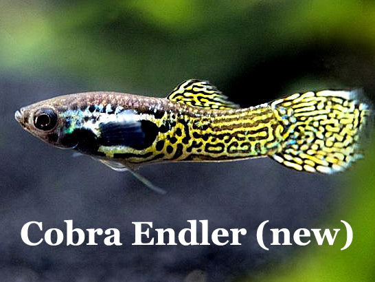 CobraEndler