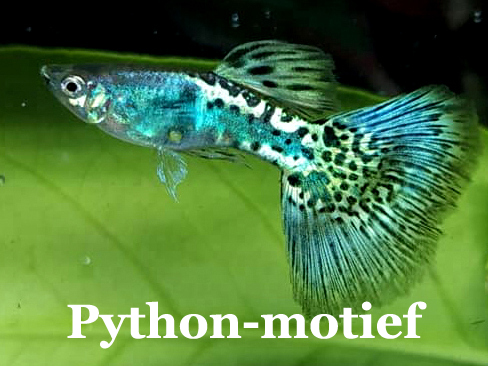 DesintegratieSnakeskinPatroon_OverblijftGreenTreePython