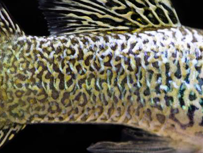 DetailVlechtWerkSnakeskin_Stuk