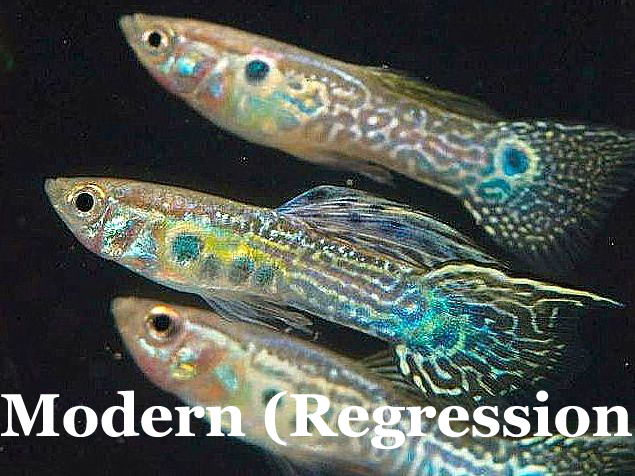 ModernSnakeskin_LacetailRegression