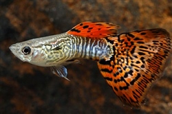 RoodOranjeCobra