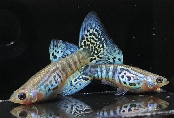GeelBlauweCobra