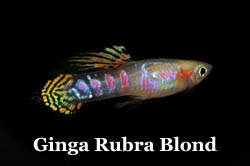 GingaRubra_Blond_Pastel