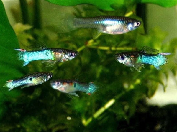 JapanBlue_Wildvorm_6
