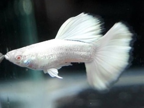 SnowWhiteGuppy