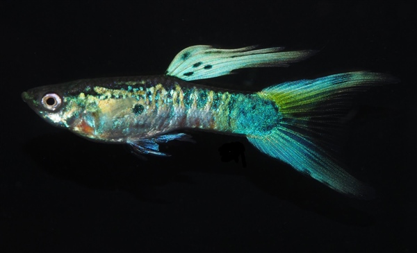 WienerSmaragd_BlauwGroenDubbelzwaard_2