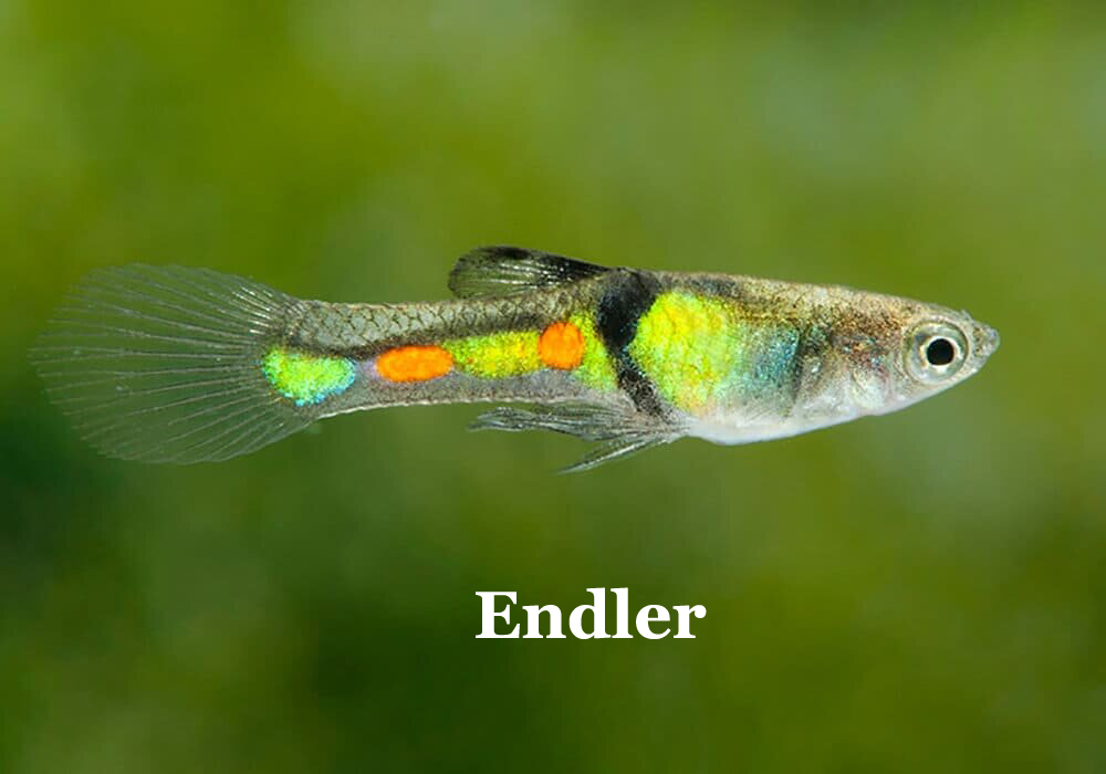 Endler_GeelGroen_metEndlerOp
