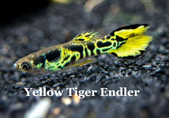 Endler_YellowTiger_10_MetTitelOp