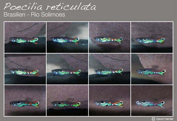 FeralGup_Brazilia_RioSolimoes_3