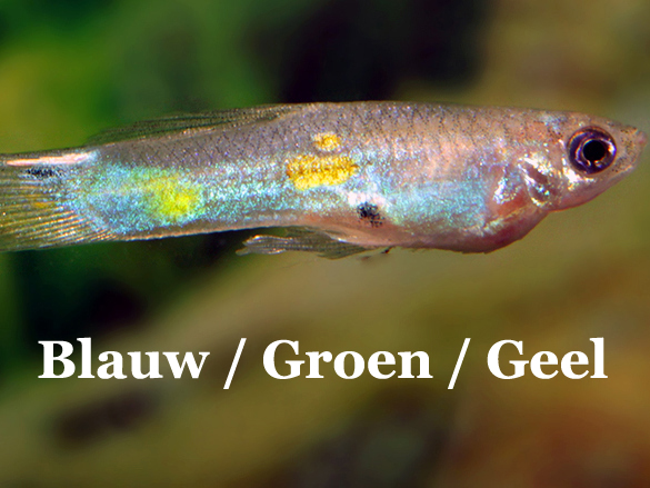 GillachGuppy_GroenBlauwGeel