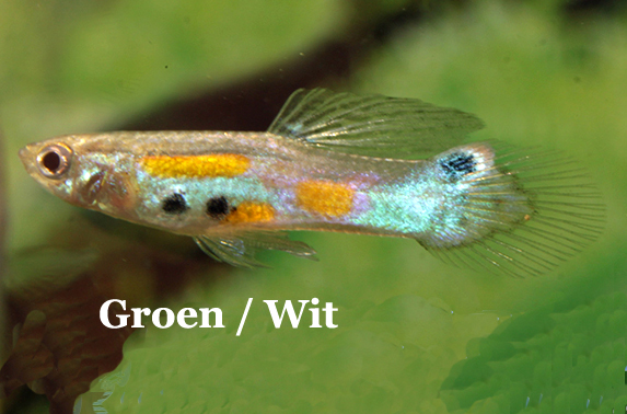 GroenMetWitEnVleugjeBlauw