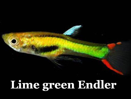 LimeGreenEndler