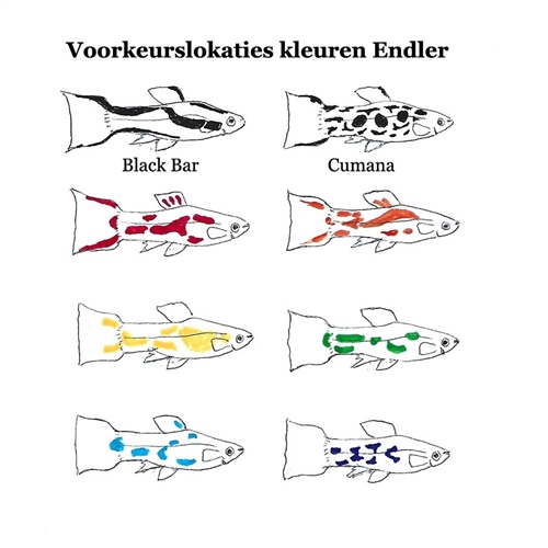 VoorkeurslokatiesKleurenEndler_MetTekst