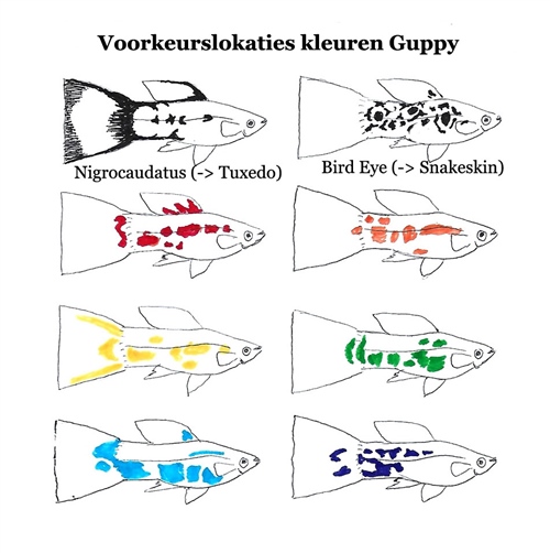 VoorkeurslokatiesKleurenGuppy_MetTekst