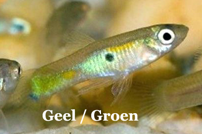 WildeGup_GeelEnGroen