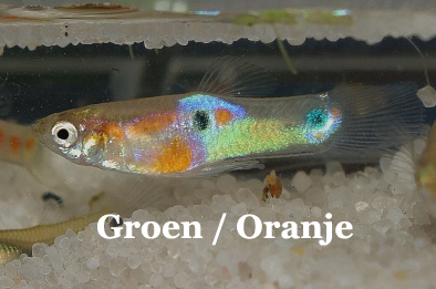 WildeGup_GradatiesGroen