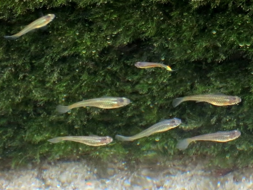 GuppiesAanWaterkant_2